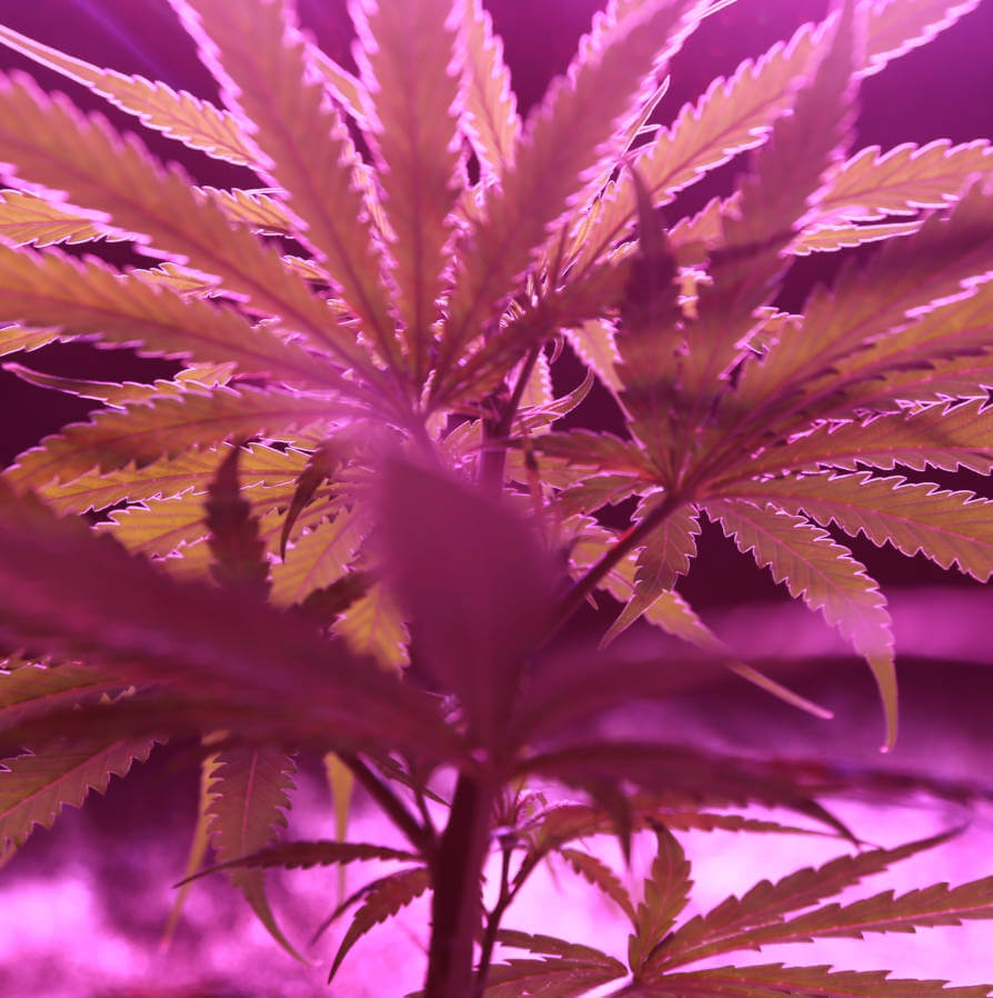 Image of cannabis leaf with pink grow light