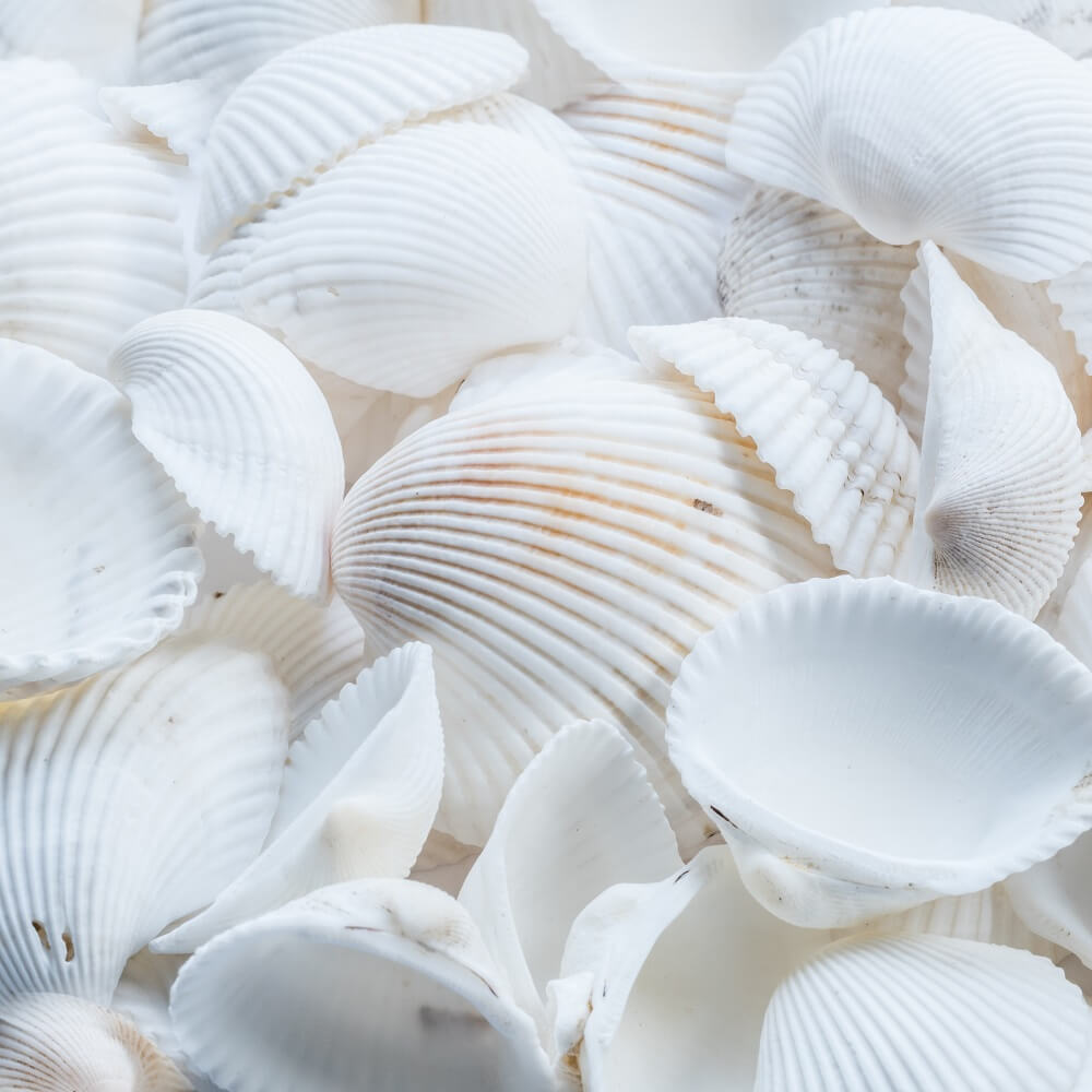 Image with white seashells